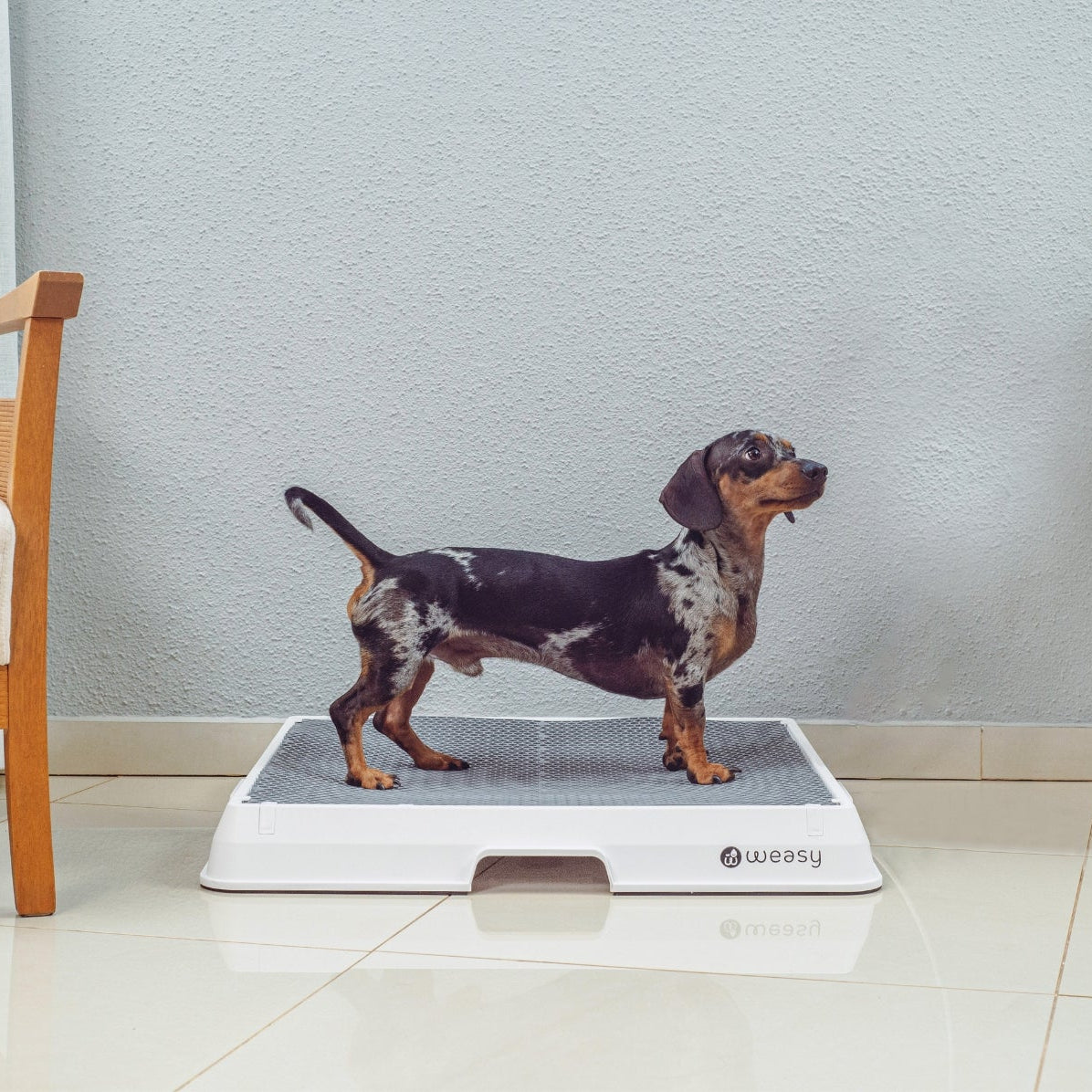 image of a dog sitting on the Weasy Smart Potty size medium