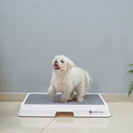 image of a dog sitting on a white Weasy Smart Potty size small with a  mat, placed on a tiled floor. 