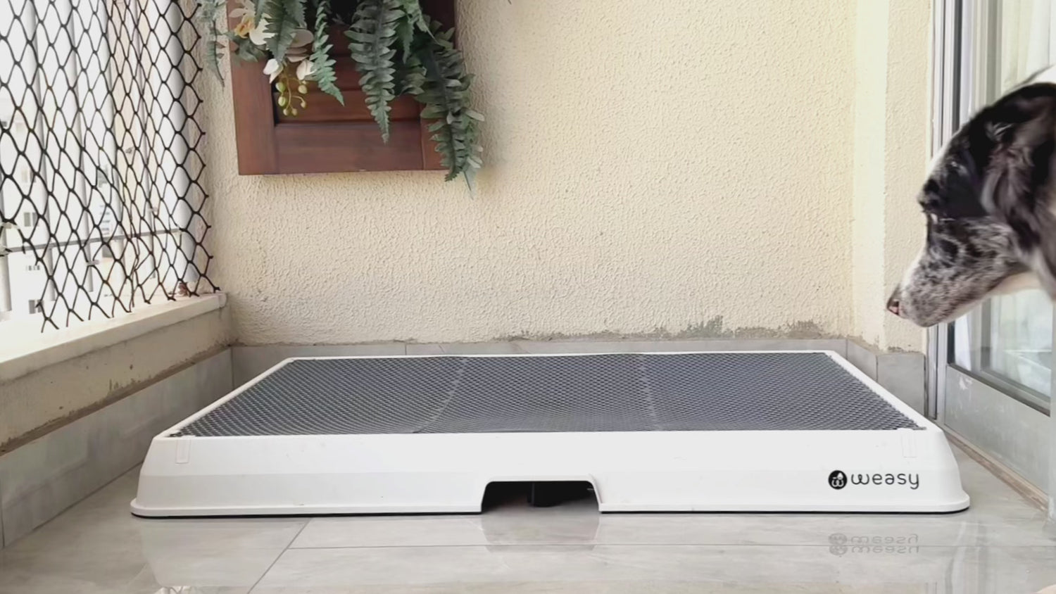 Video of A dog using the Weasy Smart Potty to urinate. Afterward, water is poured over the Weasy surface, flushing any urine residue into the Weasy Bag located beneath the tray. The Weasy Bag is then detached, emptied into the toilet, and reconnected to the hose for future use.