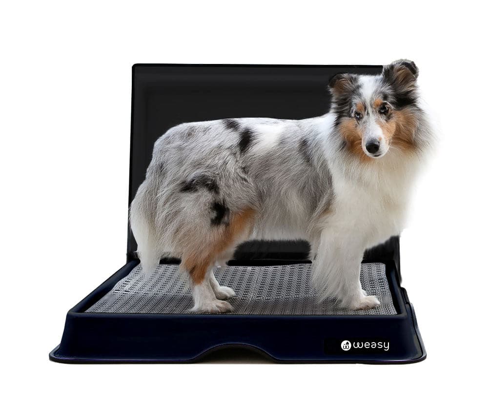 Indoor dog pee outlet tray